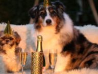 Des chiens mignons qui n'ont rien à voir avec Airbnb mais qui sont mignons. // Source : Pxhere