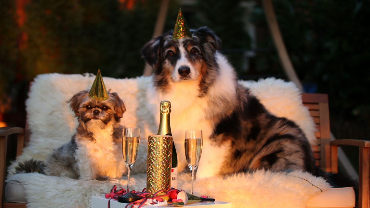 Des chiens mignons qui n'ont rien à voir avec Airbnb mais qui sont mignons. // Source : Pxhere Des chiens mignons qui n'ont rien à voir avec Airbnb mais qui sont mignons. // Source : Pxhere