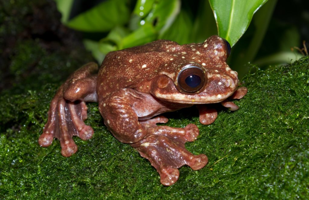 Voici Toughie, décédé en 2016 et signant alors le clap de fin de son espèce de grenouilles. // Source : Brian Gratwicke 