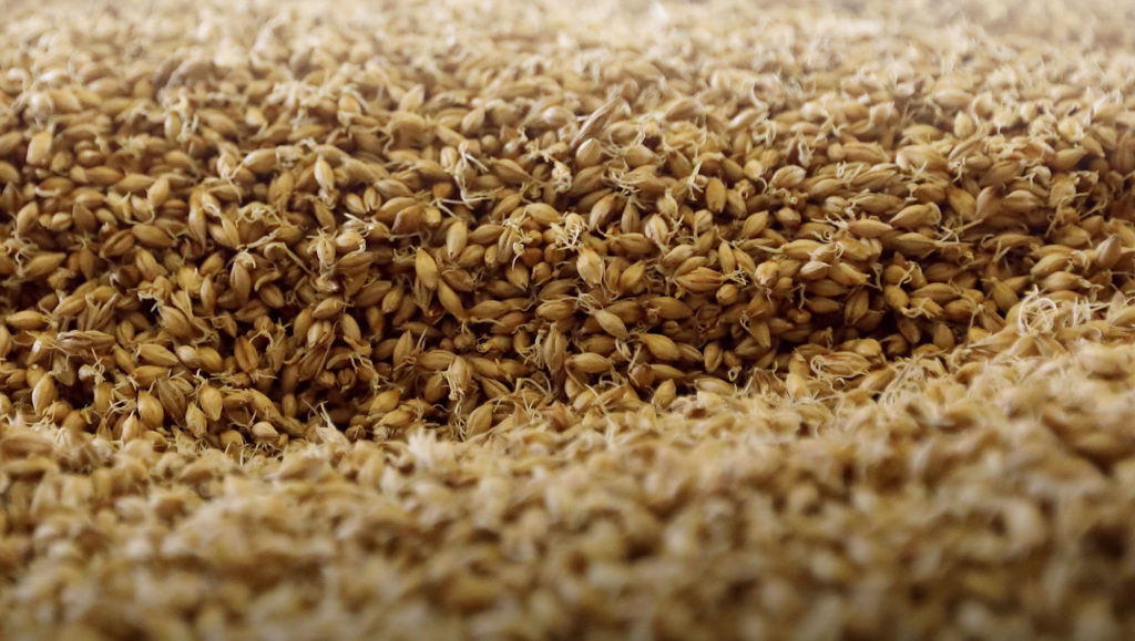 grain graine orge malt grain graine orge malt