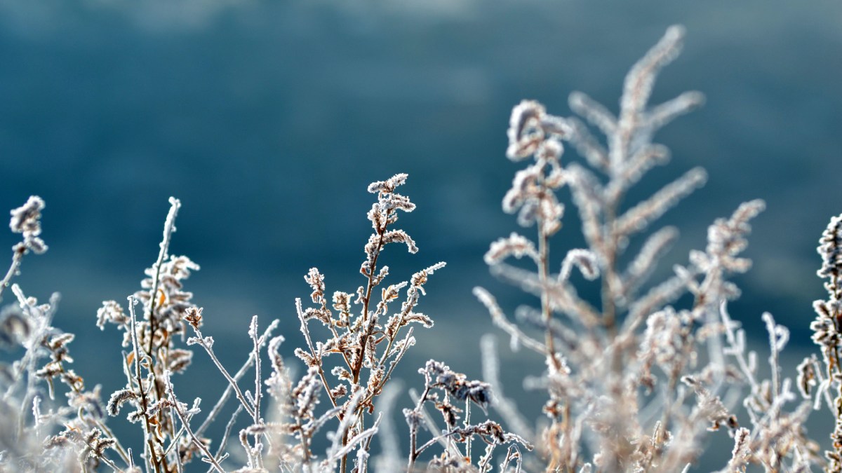 C'est l'hiver. // Source : Pexels/Hunter Harmon (photo recadrée) C'est l'hiver. // Source : Pexels/Hunter Harmon (photo recadrée)