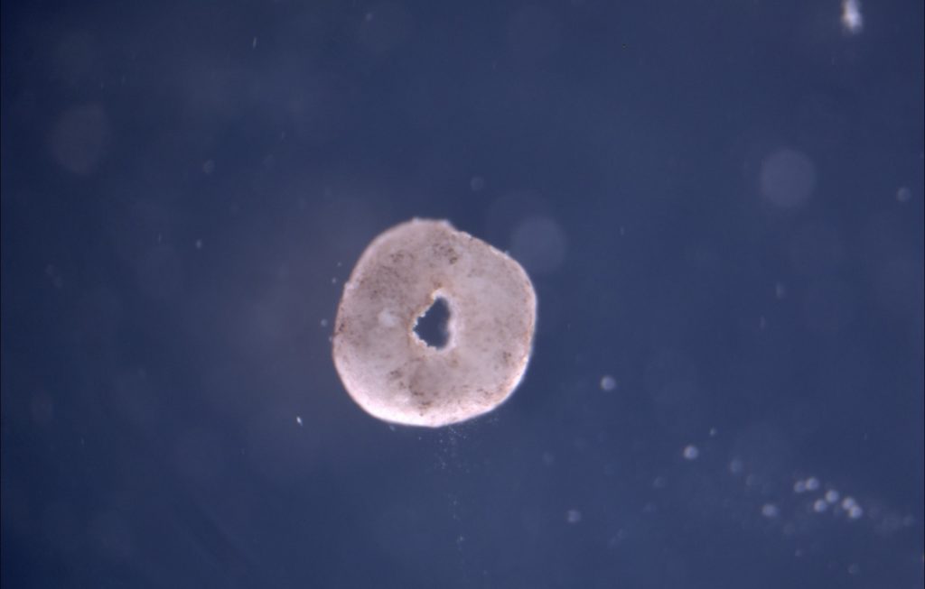 Cela ressemble à un beignet, mais c'est un xenobot avec un trou au milieu. Idéal pour le transport, même à l'échelle microscopique. // Source : University of Vermont Cela ressemble à un beignet, mais c'est un xenobot avec un trou au milieu. Idéal pour le transport, même à l'échelle microscopique. // Source : University of Vermont