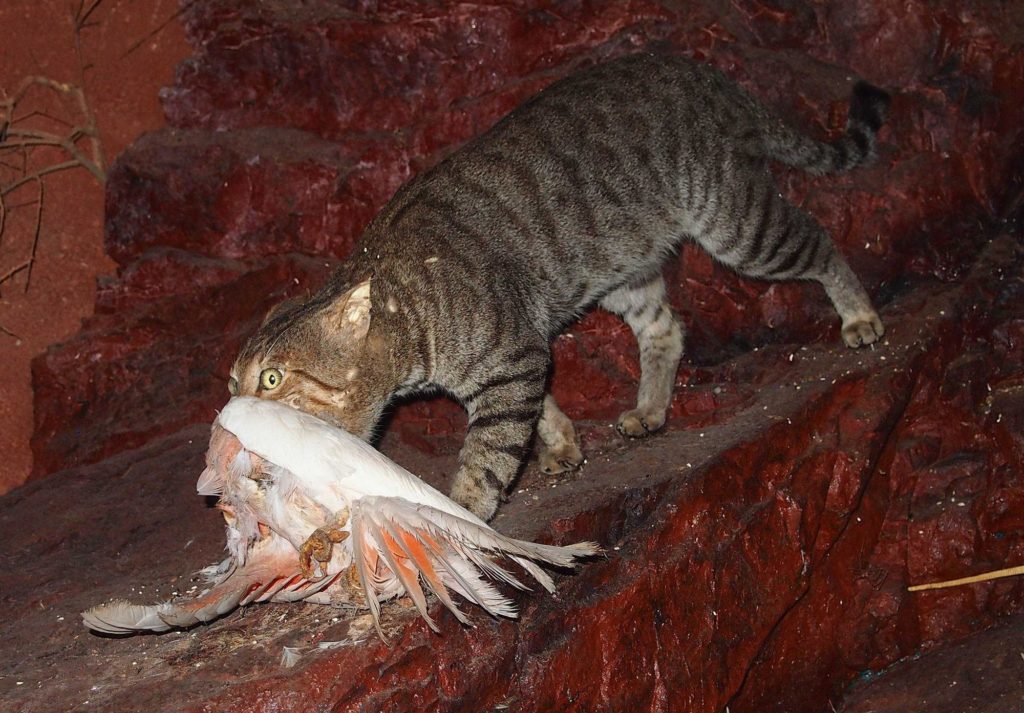Un chat errant australien, avec, comme proie, un oiseau. // Source : Central Australian Museum, Alice Springs / Mark Marathon