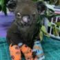 Un koala victime des feux et pris en charge par Koala Hospital Port Macquarie. // Source : Page Facebook de Koala Hospital Port Macquarie Un koala victime des feux et pris en charge par Koala Hospital Port Macquarie. // Source : Page Facebook de Koala Hospital Port Macquarie