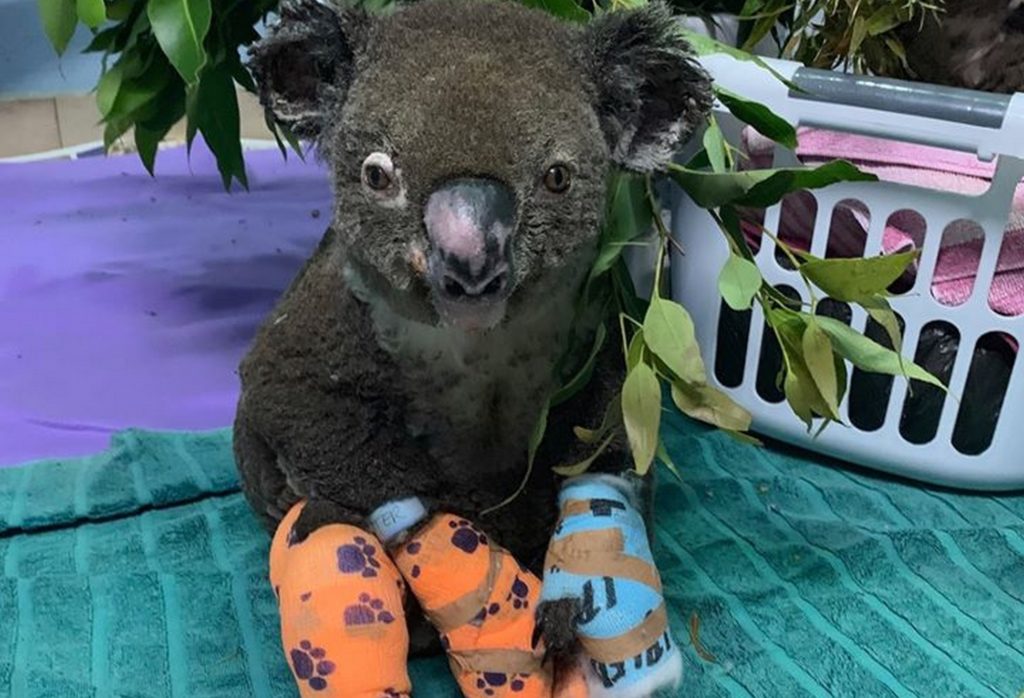 Un koala victime des feux et pris en charge par Koala Hospital Port Macquarie. // Source : Page Facebook de Koala Hospital Port Macquarie Un koala victime des feux et pris en charge par Koala Hospital Port Macquarie. // Source : Page Facebook de Koala Hospital Port Macquarie