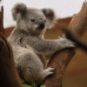 Un koala. // Source : Pixabay (photo recadrée)