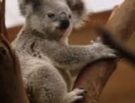 Un koala. // Source : Pixabay (photo recadrée)