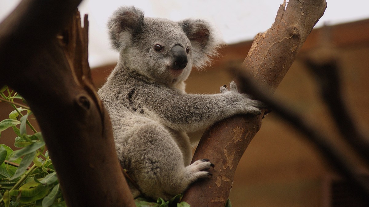 Un koala. // Source : Pixabay (photo recadrée) Un koala. // Source : Pixabay (photo recadrée)