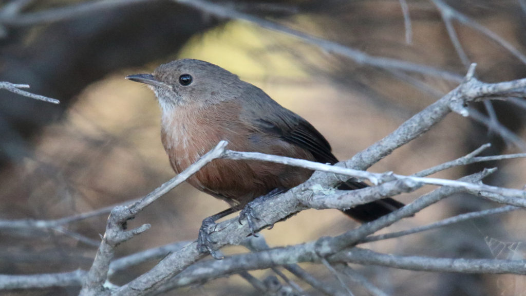 Un Origma des rochers, un oiseau qui vit en Nouvelle-Galle du Sud. // Source : Flickr/CC/Dominic Sherony (photo recadrée) Un Origma des rochers, un oiseau qui vit en Nouvelle-Galle du Sud. // Source : Flickr/CC/Dominic Sherony (photo recadrée)