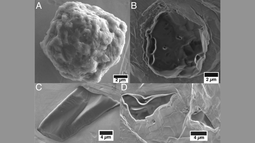 Les grains pré-solaires étudiés. // Source : PNAS (photo recadrée et modifiée) Les grains pré-solaires étudiés. // Source : PNAS (photo recadrée et modifiée)