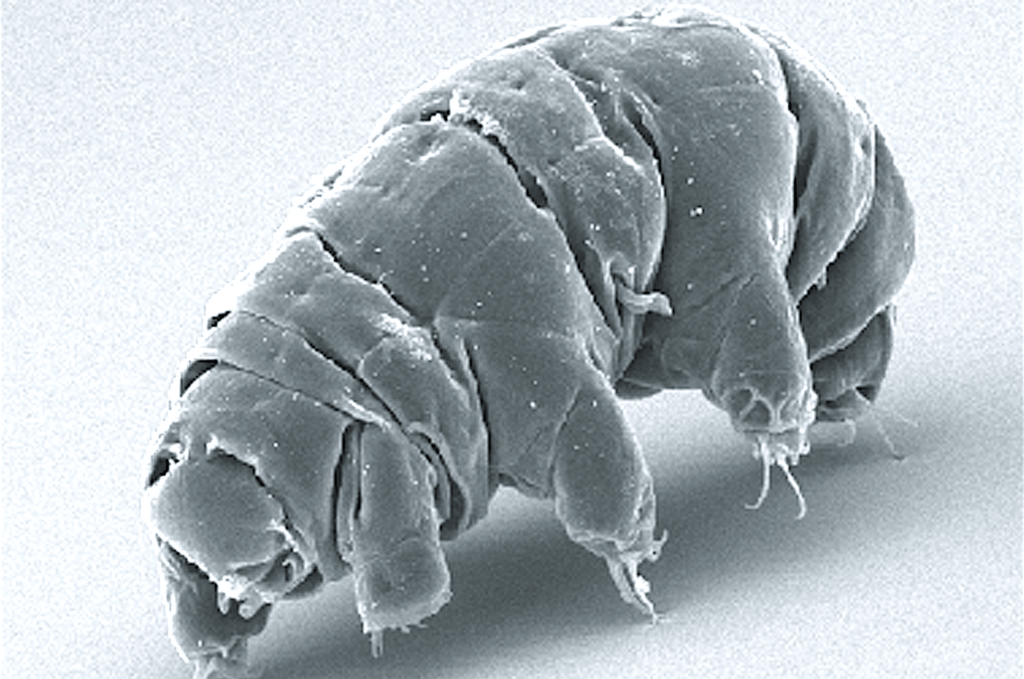 Les tardigrades font une taille microscopique. // Source : Schokraie E. et consorts Les tardigrades font une taille microscopique. // Source : Schokraie E. et consorts