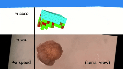 En haut, la représentation virtuelle produite avec l'algorithme. En bas, le xenobot qui en résulte. // Source : University of Vermont En haut, la représentation virtuelle produite avec l'algorithme. En bas, le xenobot qui en résulte. // Source : University of Vermont