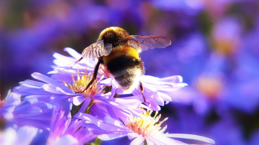 Les bourdons jouent un rôle essentiel dans la pollisation, comme les abeilles. // Source : Pixabay Les bourdons jouent un rôle essentiel dans la pollisation, comme les abeilles. // Source : Pixabay