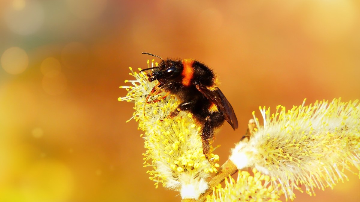 Les bourdons jouent un rôle essentiel dans la pollisation, comme les abeilles. // Source : Pixabay Les bourdons jouent un rôle essentiel dans la pollisation, comme les abeilles. // Source : Pixabay
