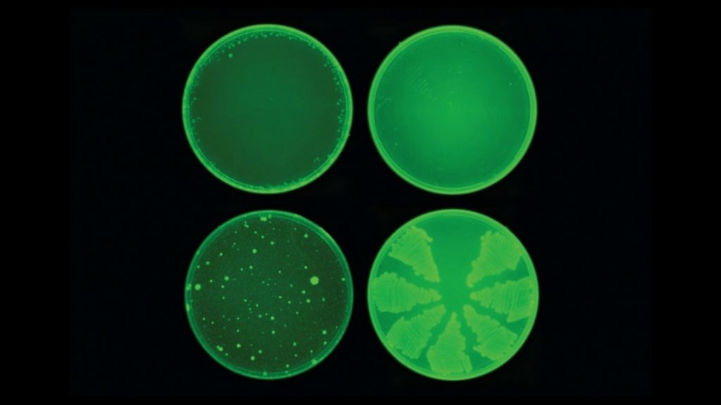 Voici à quoi ressemble le fameux antibiotique, au niveau de sa structure moléculaire. Les chercheurs l'ont surnommé halicin, en référence à Hal dans 2001 : L'Odyssé de l'Espace. // Source : Collins Lab / MIT Voici à quoi ressemble le fameux antibiotique, au niveau de sa structure moléculaire. Les chercheurs l'ont surnommé halicin, en référence à Hal dans 2001 : L'Odyssé de l'Espace. // Source : Collins Lab / MIT