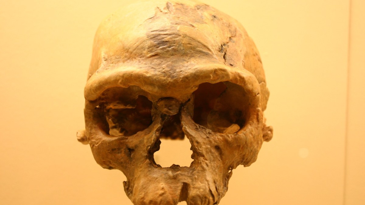Smithsonian Natural History Museum / Ryan Somma / Crâne d'Homo sapiens à Jebel Irhoud Smithsonian Natural History Museum / Ryan Somma / Crâne d'Homo sapiens à Jebel Irhoud