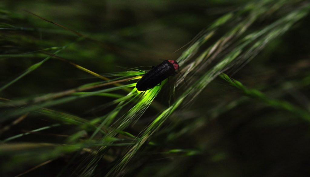 Il existe plus de 2 000 espèces de lucioles dans le monde. Sur cette photo, elle provient du Japon, où les lucioles sont portées au rang de « trésor national ». // Source : Flickr/CC/@yb_woodstock Il existe plus de 2 000 espèces de lucioles dans le monde. Sur cette photo, elle provient du Japon, où les lucioles sont portées au rang de « trésor national ». // Source : Flickr/CC/@yb_woodstock