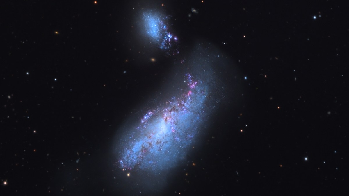 La galaxie NGC 4490. // Source : Wikimedia/CC/Jschulman555 (photo recadrée) La galaxie NGC 4490. // Source : Wikimedia/CC/Jschulman555 (photo recadrée)