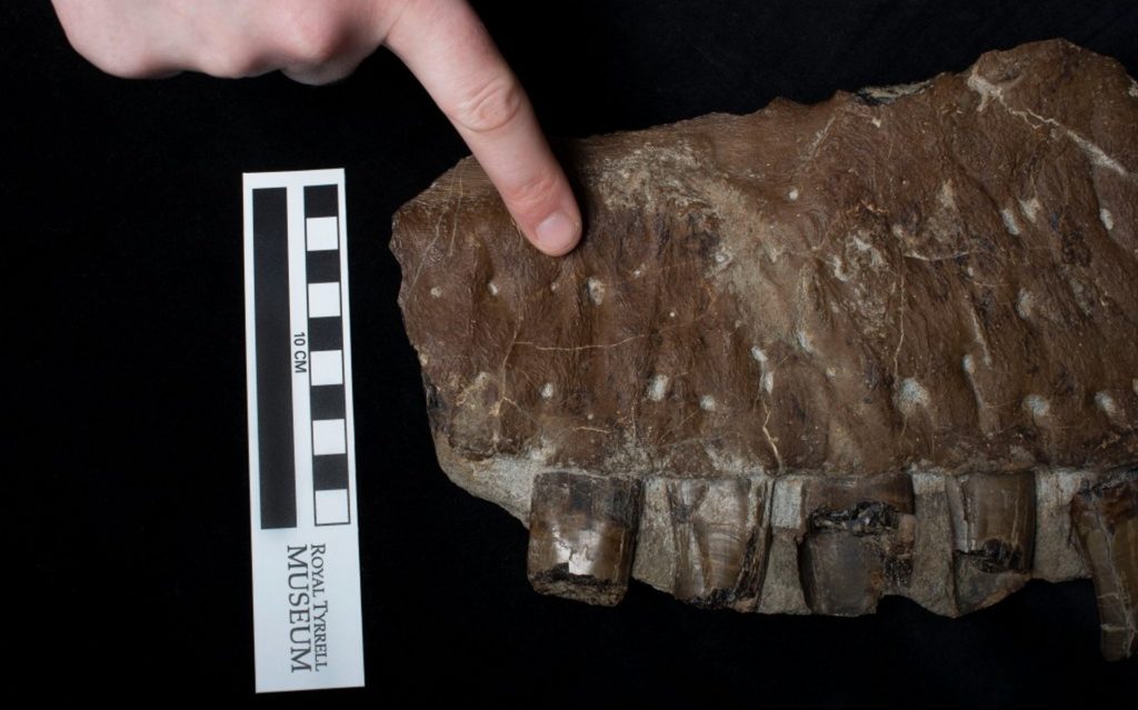 Une photo d'un morceau de la machoire de ce dinosaure, pour se rendre compte des proportions. Ne serait-ce que la base d'une canine fait déjà presque la taille d'un doigt humain. // Source : Royal Tyrrell Museum Une photo d'un morceau de la machoire de ce dinosaure, pour se rendre compte des proportions. Ne serait-ce que la base d'une canine fait déjà presque la taille d'un doigt humain. // Source : Royal Tyrrell Museum