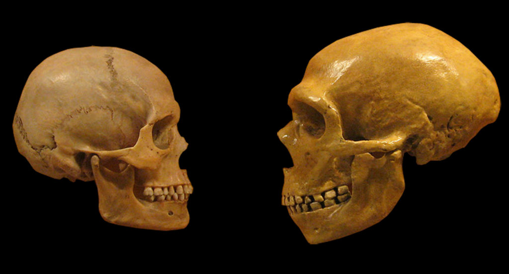 Comparaison entre Neandertal et Sapiens (sans lien avec la présente étude). // Source : Cleveland Museum of Natural History Comparaison entre Neandertal et Sapiens (sans lien avec la présente étude). // Source : Cleveland Museum of Natural History
