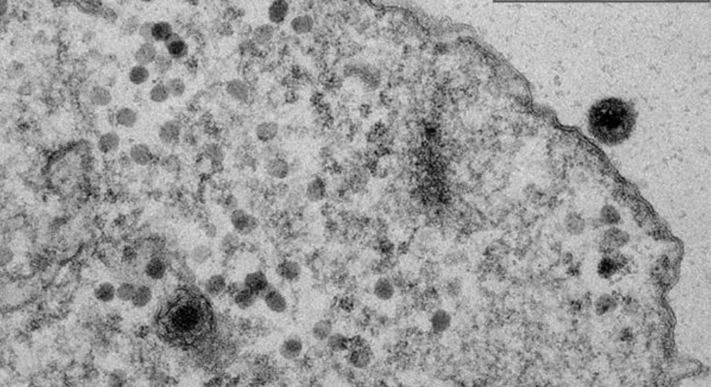 Image au microscope du Yaravirus // Source : Boratto et consorts Image au microscope du Yaravirus // Source : Boratto et consorts