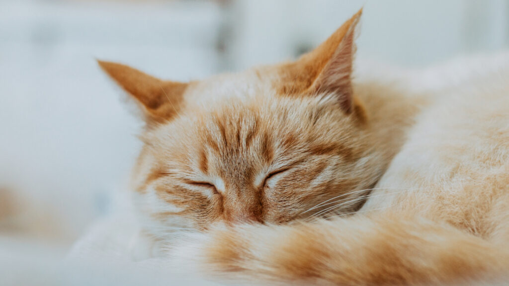 Un chat endormi. // Source : Pxhere/Domaine public (photo recadrée) Un chat endormi. // Source : Pxhere/Domaine public (photo recadrée)