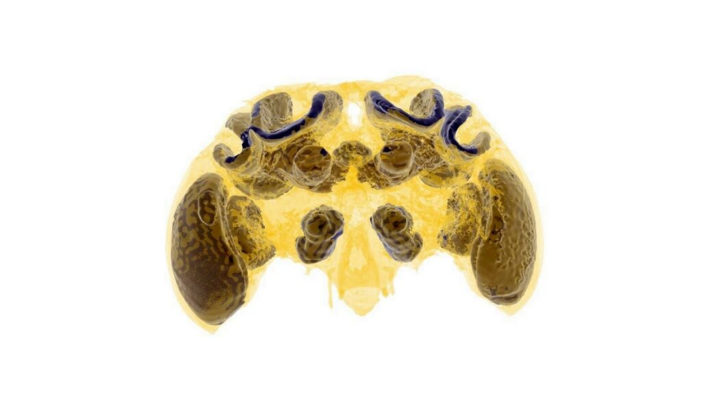 Des larves d'abeilles passées à l'imagerie par microtomographie aux rayons X. // Source : Dylan Smith / Imperial College London Des larves d'abeilles passées à l'imagerie par microtomographie aux rayons X. // Source : Dylan Smith / Imperial College London