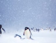 Des pingouins en Antarctique. // Source : Wikimedia/CC/Anne Dirkse (photo recadrée)