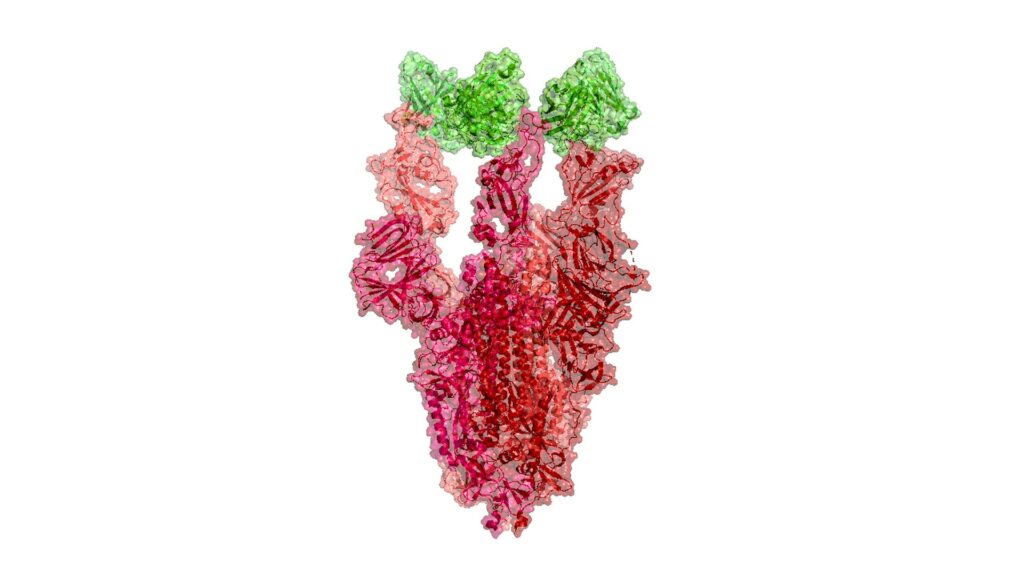 Représentation visuelle de la protéine en forme de pointe du nouveau coronavirus. // Source : Protein Data Bank Représentation visuelle de la protéine en forme de pointe du nouveau coronavirus. // Source : Protein Data Bank