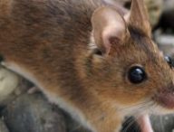 Pixabay (souris sylvestre)