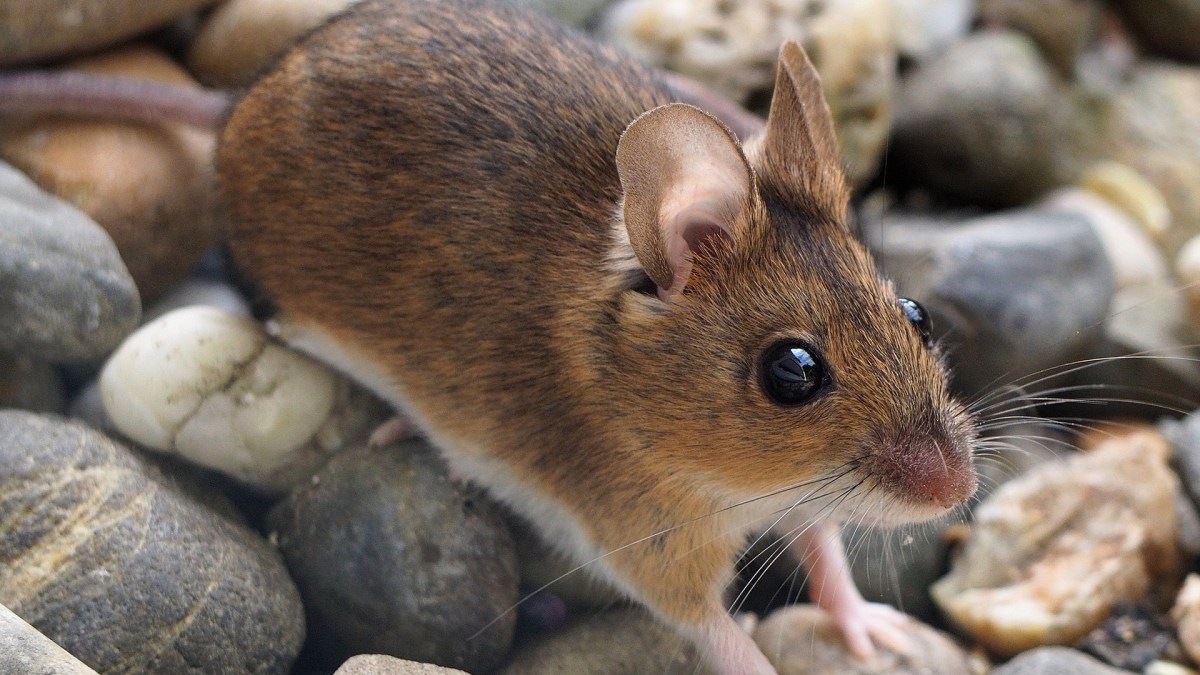 Pixabay (souris sylvestre) Pixabay (souris sylvestre)