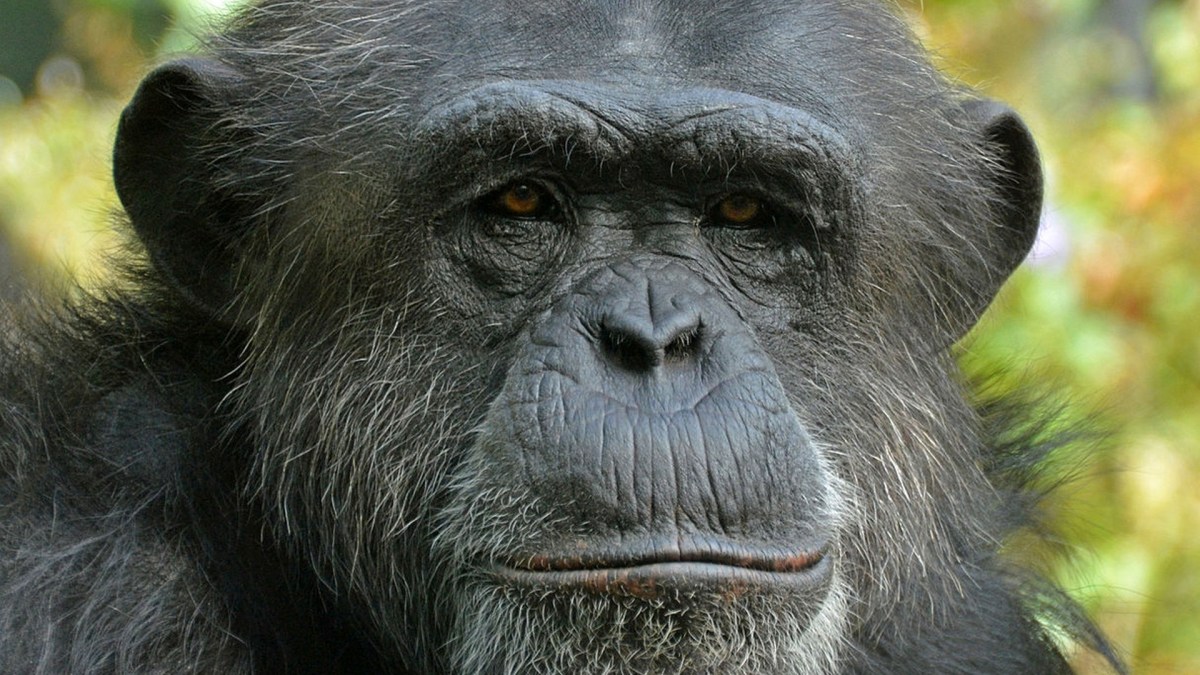 Les chimpanzés ont 95 % d'ADN en commun avec nous. // Source : Clément Bardot Les chimpanzés ont 95 % d'ADN en commun avec nous. // Source : Clément Bardot