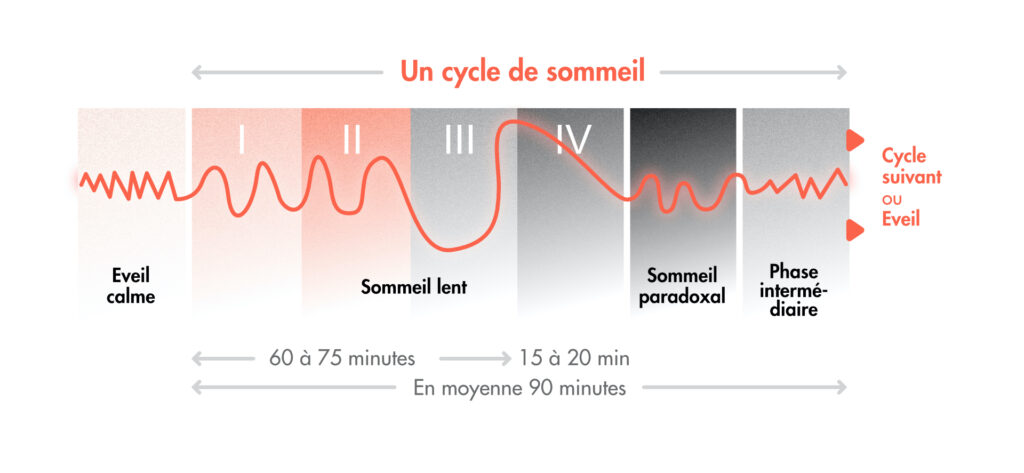 Les différentes phases d'un cycle du sommeil // Source : Claire Braikeh pour Numerama Les différentes phases d'un cycle du sommeil // Source : Claire Braikeh pour Numerama