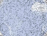 Représentation des débris spatiaux en orbite terrestre basse. // Source : Wikimedia/CC/Orbital Debris Program Office (photo recadrée)