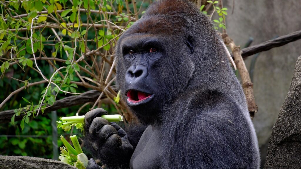 Les neuroscientifiques ont été stupéfaits de découvrir des voies homologues liées au langage chez tous les primates, humains comme non-humains. // Source : Pixabay Les neuroscientifiques ont été stupéfaits de découvrir des voies homologues liées au langage chez tous les primates, humains comme non-humains. // Source : Pixabay