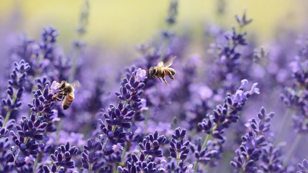 Les abeilles et bourdons font partie des espèces menacées. // Source : Pixabay Les abeilles et bourdons font partie des espèces menacées. // Source : Pixabay