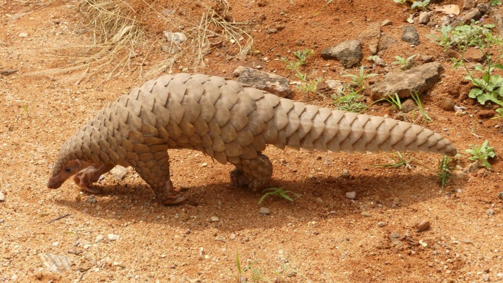 Une zoonose du coronavirus du pangolin vers l'humain pourrait être à l'origine de Covid-19. // Source : A. J. T. Johnsingh, WWF-India and NCF Une zoonose du coronavirus du pangolin vers l'humain pourrait être à l'origine de Covid-19. // Source : A. J. T. Johnsingh, WWF-India and NCF
