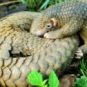 Le coronavirus SARS-CoV-2 proviendrait originellement des chauve-souris, mais aurait récupéré un morceau génétique issu d'un coronavirus de pangolins. // Source : Wikimedia / Shukran888 Le coronavirus SARS-CoV-2 proviendrait originellement des chauve-souris, mais aurait récupéré un morceau génétique issu d'un coronavirus de pangolins. // Source : Wikimedia / Shukran888