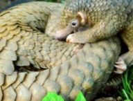 Le coronavirus SARS-CoV-2 proviendrait originellement des chauve-souris, mais aurait récupéré un morceau génétique issu d'un coronavirus de pangolins. // Source : Wikimedia / Shukran888