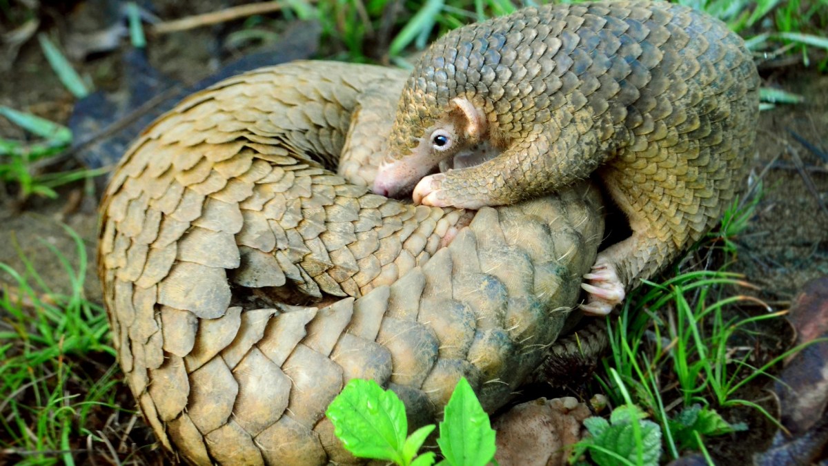 Le coronavirus SARS-CoV-2 proviendrait originellement des chauve-souris, mais aurait récupéré un morceau génétique issu d'un coronavirus de pangolins. // Source : Wikimedia / Shukran888 Le coronavirus SARS-CoV-2 proviendrait originellement des chauve-souris, mais aurait récupéré un morceau génétique issu d'un coronavirus de pangolins. // Source : Wikimedia / Shukran888