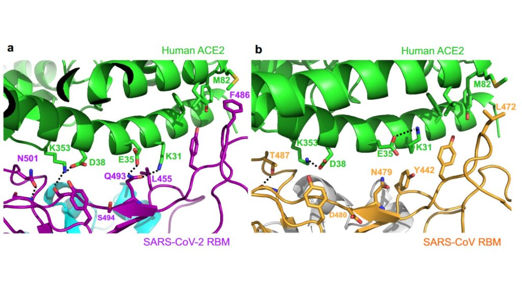 En haut, le récepteur dans les cellules humaines, en bas la protéine de coronavirus. À gauche, la liaison très compacte entre SARS-CoV-2 et le récepteur. À droite, on observe une liaison moins compacte entre l'ancien coronavirus et le récepteur. // Source : Nature