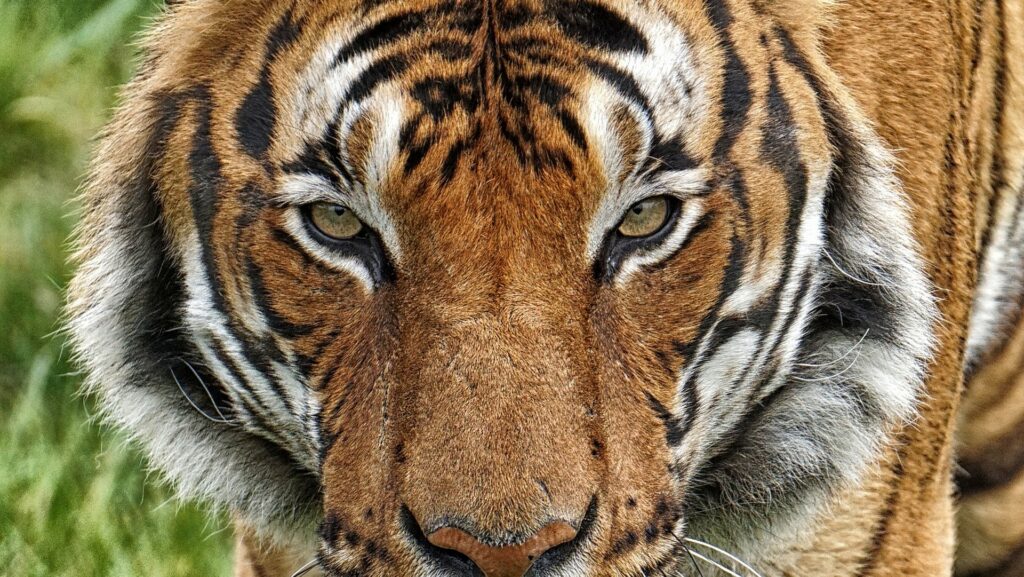 C'est un tigre de Malaisie qui a été détecté positif à Covid-19, après un dépistage le 2 avril 2020. // Source : Pixabay C'est un tigre de Malaisie qui a été détecté positif à Covid-19, après un dépistage le 2 avril 2020. // Source : Pixabay