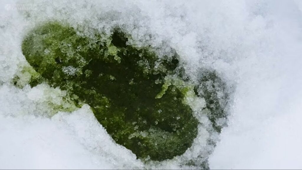 Ces algues vertes recouvrent maintenant près de 2 km² de neige en Antarctique. // Source : Université de Cambridge Ces algues vertes recouvrent maintenant près de 2 km² de neige en Antarctique. // Source : Université de Cambridge