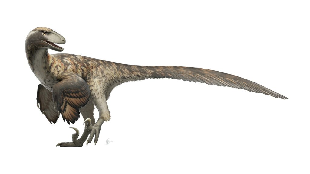 Reconstitution des vélociraptors. // Source : Fred Wierum / Wikimedia Reconstitution des vélociraptors. // Source : Fred Wierum / Wikimedia