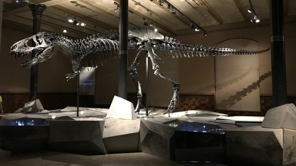 Selon cette étude, on ne peut pas discerner un T-Rex mâle d'un T-Rex femelle. // Source : Pixabay Selon cette étude, on ne peut pas discerner un T-Rex mâle d'un T-Rex femelle. // Source : Pixabay