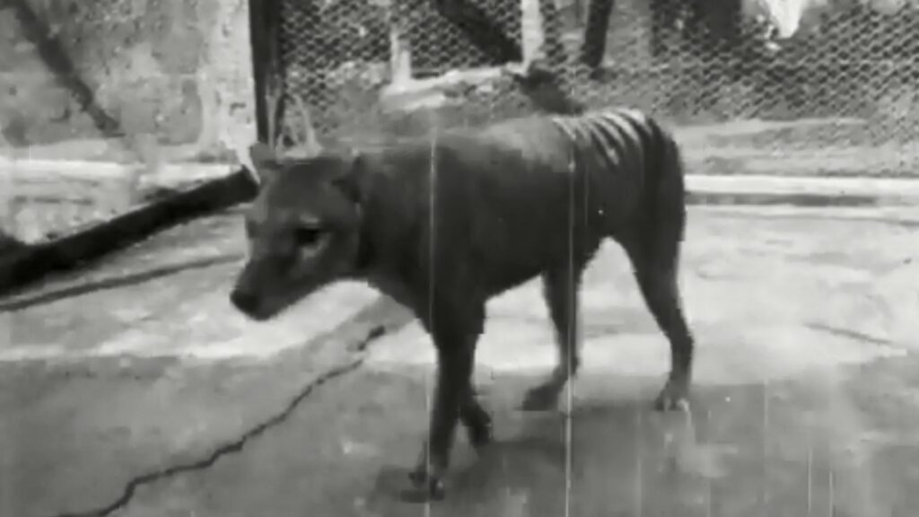 Benjamin, le dernier Thylacine / tigre de Tasmanie repertorié. // Source : NFSA Benjamin, le dernier Thylacine / tigre de Tasmanie repertorié. // Source : NFSA