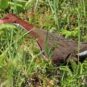 Charles J. Sharp / Wikimedia Charles J. Sharp / Wikimedia