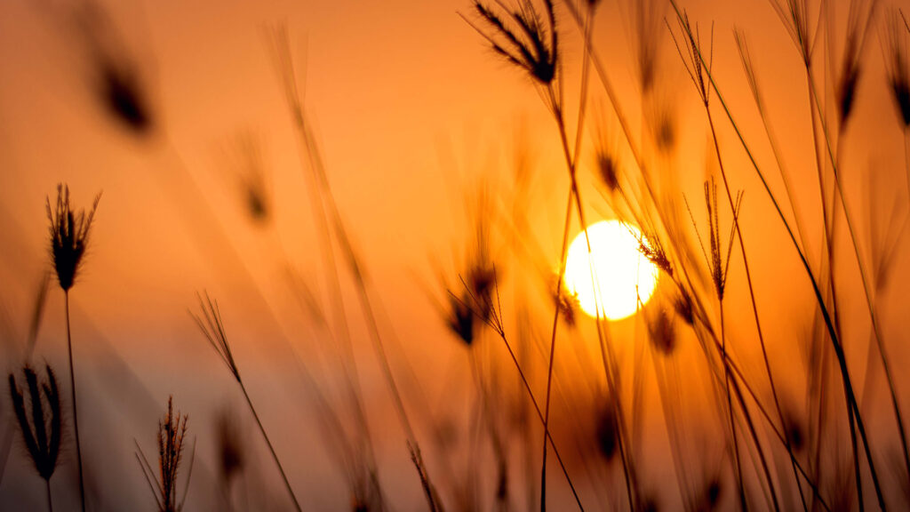 L'été tombe le 21 juin en 2021. // Source : Pexels/Darwis Alwan (photo recadrée) L'été tombe le 21 juin en 2021. // Source : Pexels/Darwis Alwan (photo recadrée)