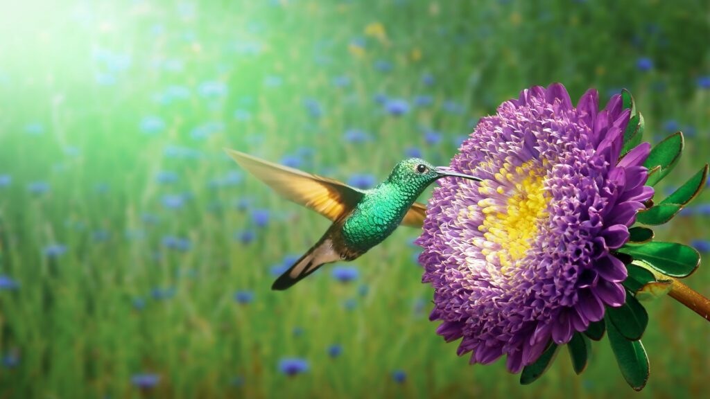 Les colibris, comme les autres oiseaux et d'autres espèces animaux, disposent d'une plus grande variété de photorécepteurs que les humains. // Source : Pixabay Les colibris, comme les autres oiseaux et d'autres espèces animaux, disposent d'une plus grande variété de photorécepteurs que les humains. // Source : Pixabay