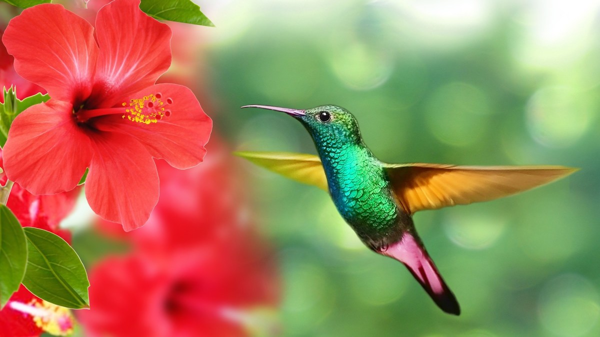 Pixabay Pixabay